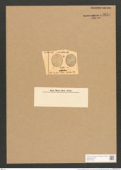 Cocconeis dirupta Greg. (de-Toni-Nr.: Genus 40, Species 1843) Zeichnungen Sammlung Grunow Nr. 3634 (NHMW-BOT-W0371243)